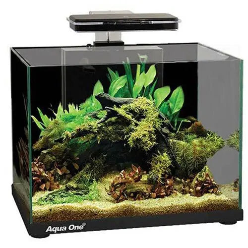 Focus Tank 25L Black - Kellyville Pets