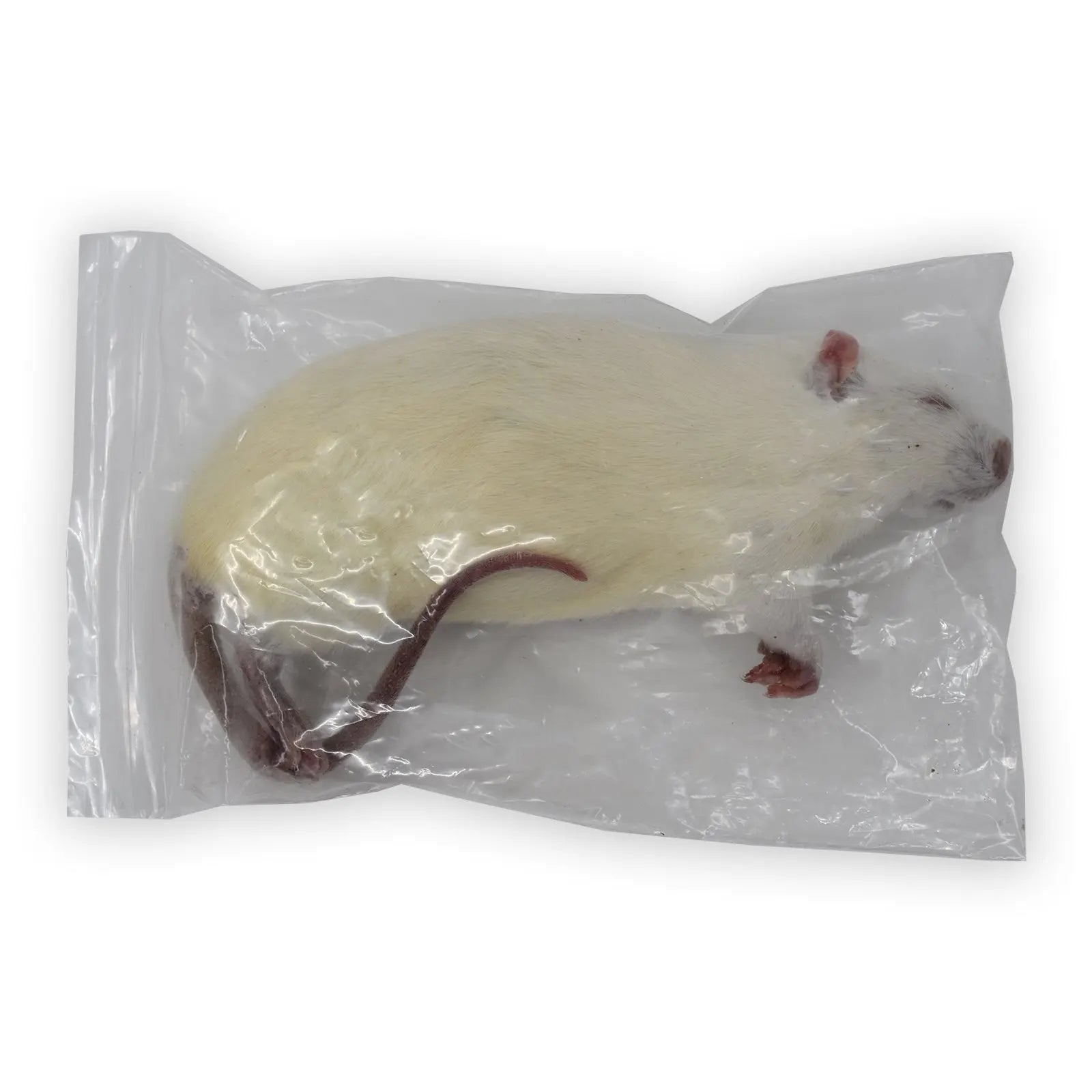 Frozen Rats - Kellyville Pets