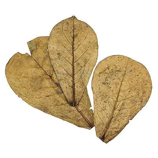 Indian Almond Leaves 3pk - Kellyville Pets