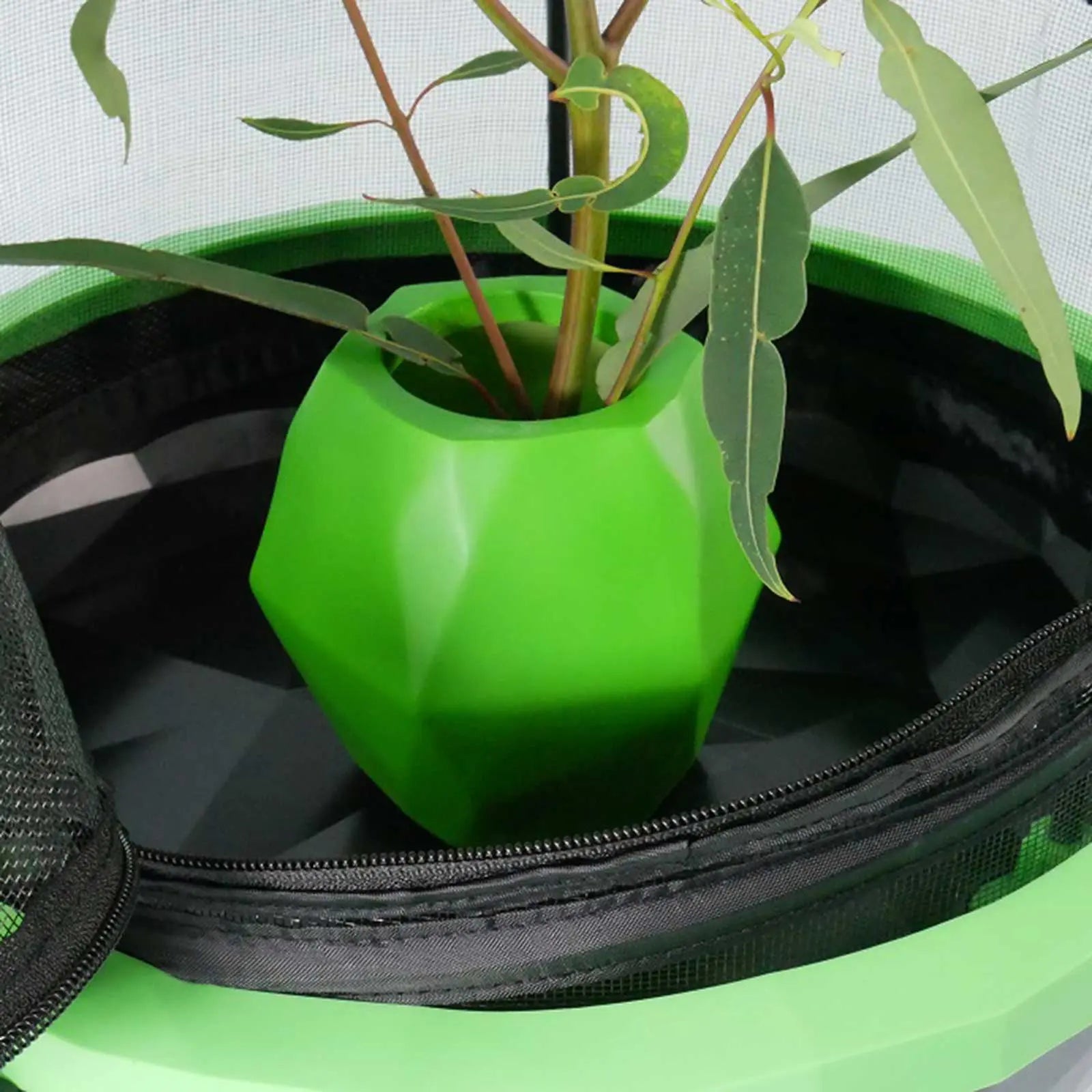 Insectimo Branch Jar - Kellyville Pets