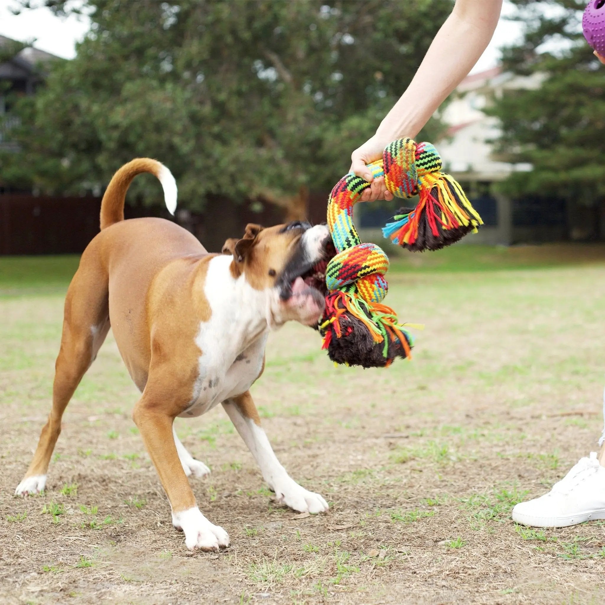 Kazoo Braided Rope Knot Bone Dog Toy - Kellyville Pets