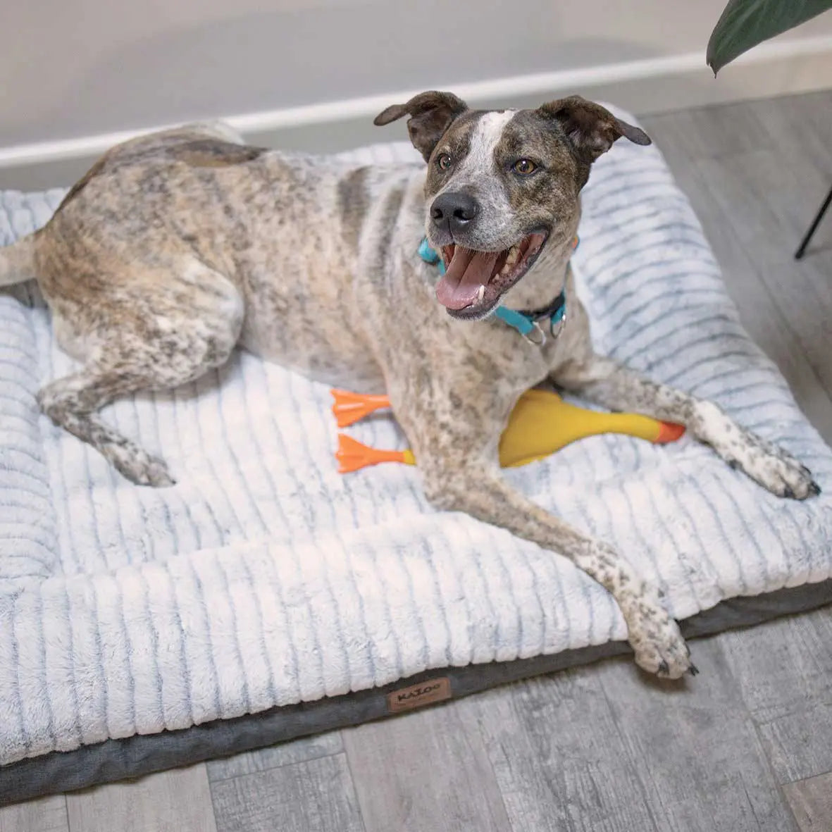 Kazoo Cloud Comfort Light Grey Dog Bed - Kellyville Pets