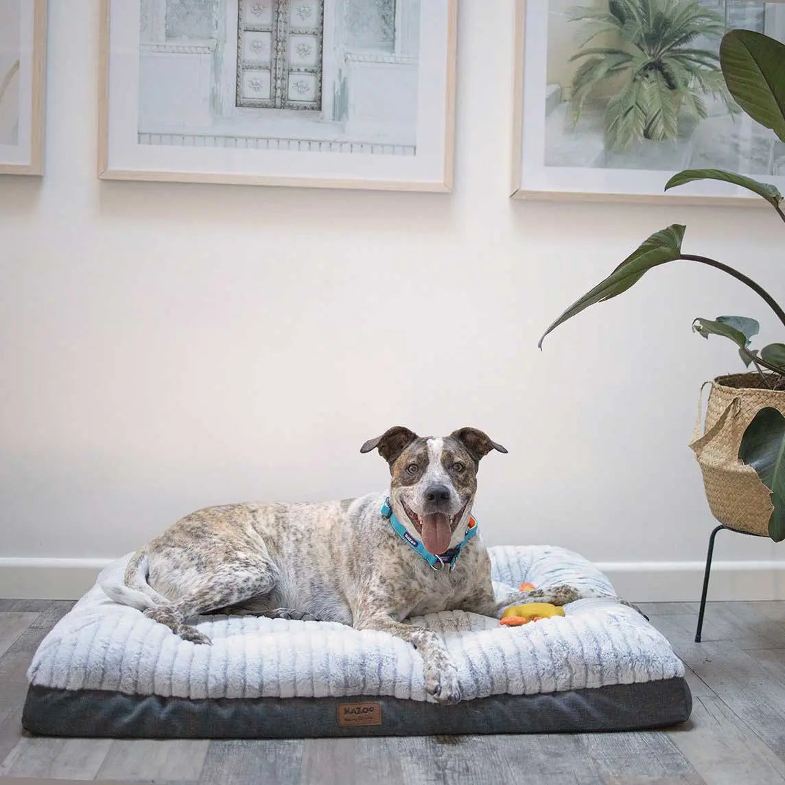 Kazoo Cloud Comfort Light Grey Dog Bed - Kellyville Pets