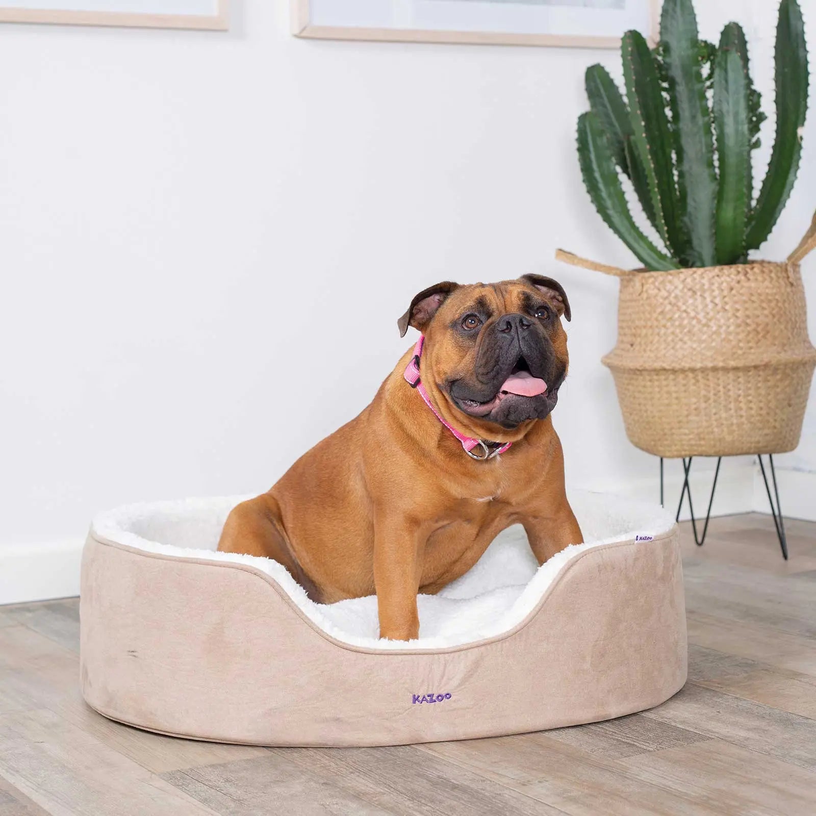 Kazoo Manhattan Coffee Dog Bed - Kellyville Pets