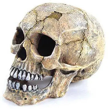 Kazoo Skull Large 21cm - Kellyville Pets