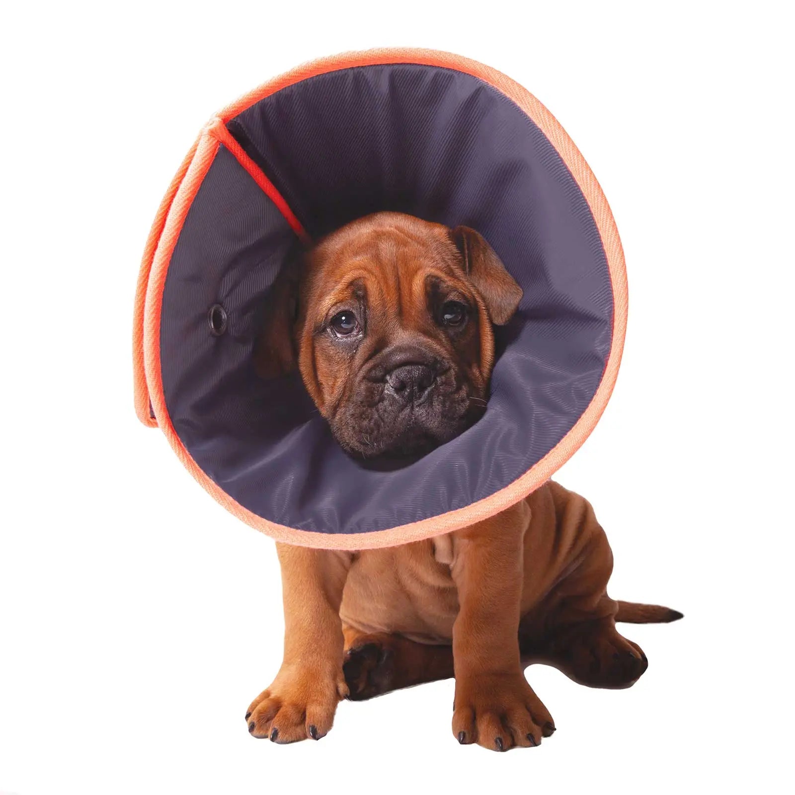 Kazoo Soft Recovery Collar - Kellyville Pets
