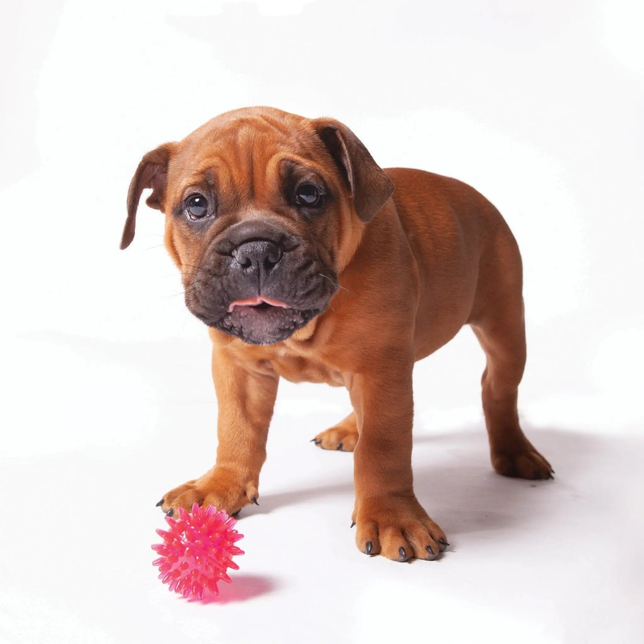 Kazoo Space Ball Dog Toy - Kellyville Pets
