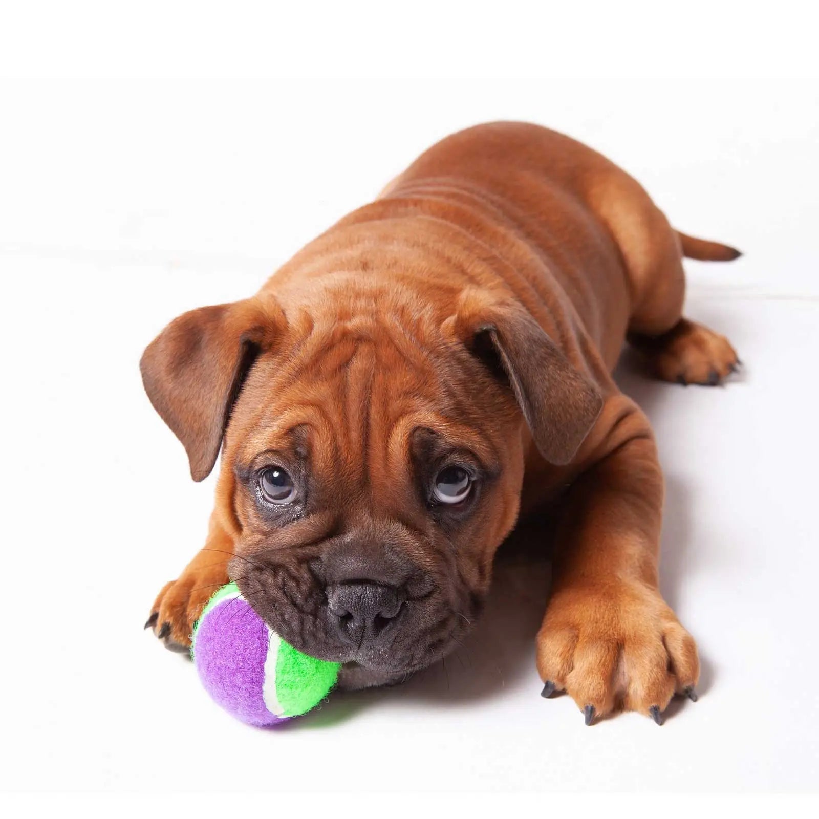 Kazoo Sponge Tennis Ball Dog Toy - Kellyville Pets