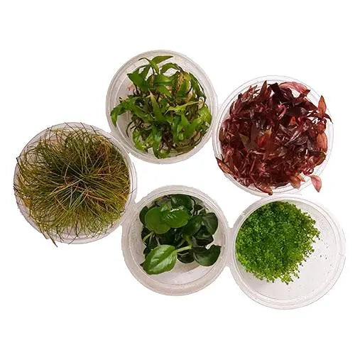 Live Aquarium Plants - Tissue Culture - Kellyville Pets