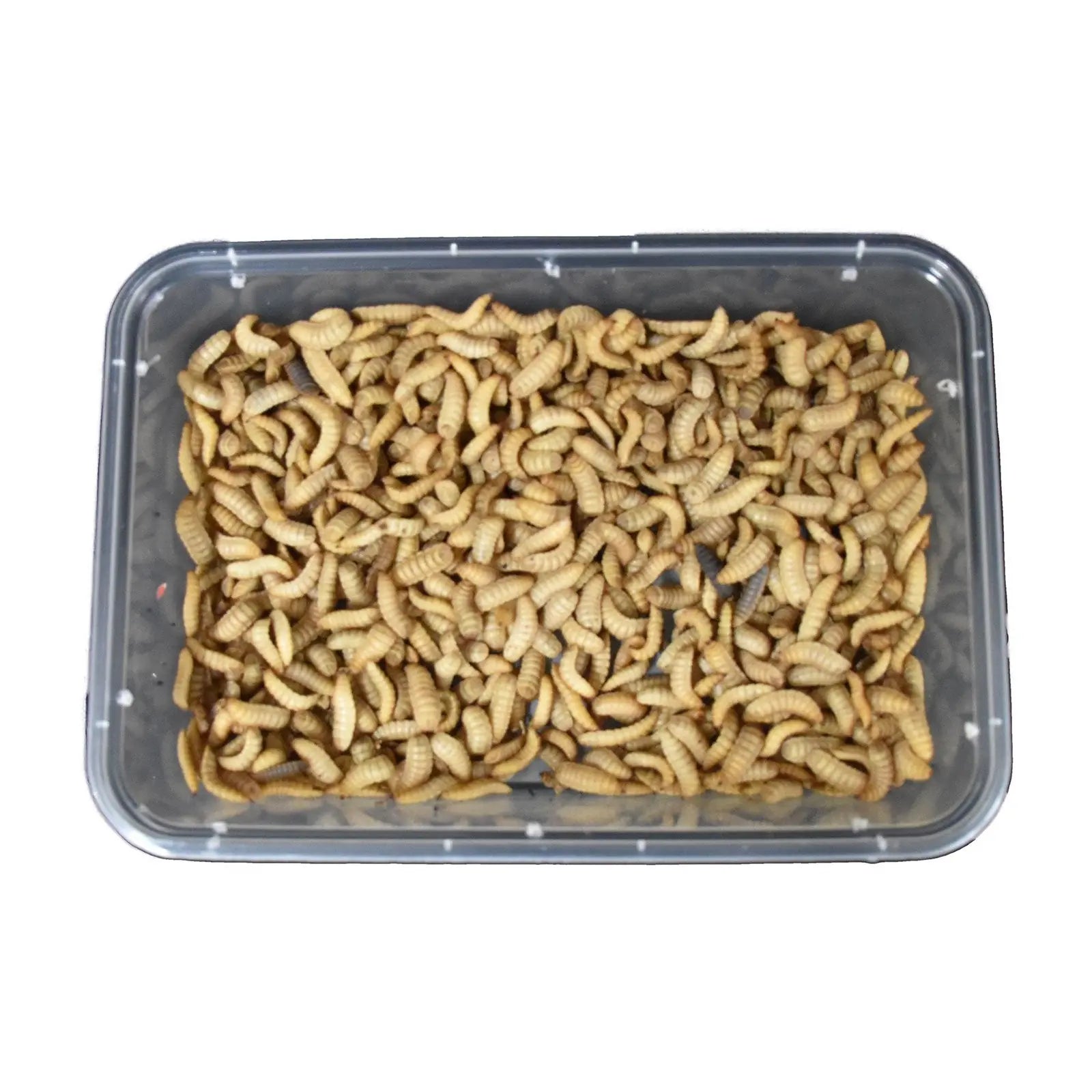 Live Black Soldier Fly Larvae - Kellyville Pets
