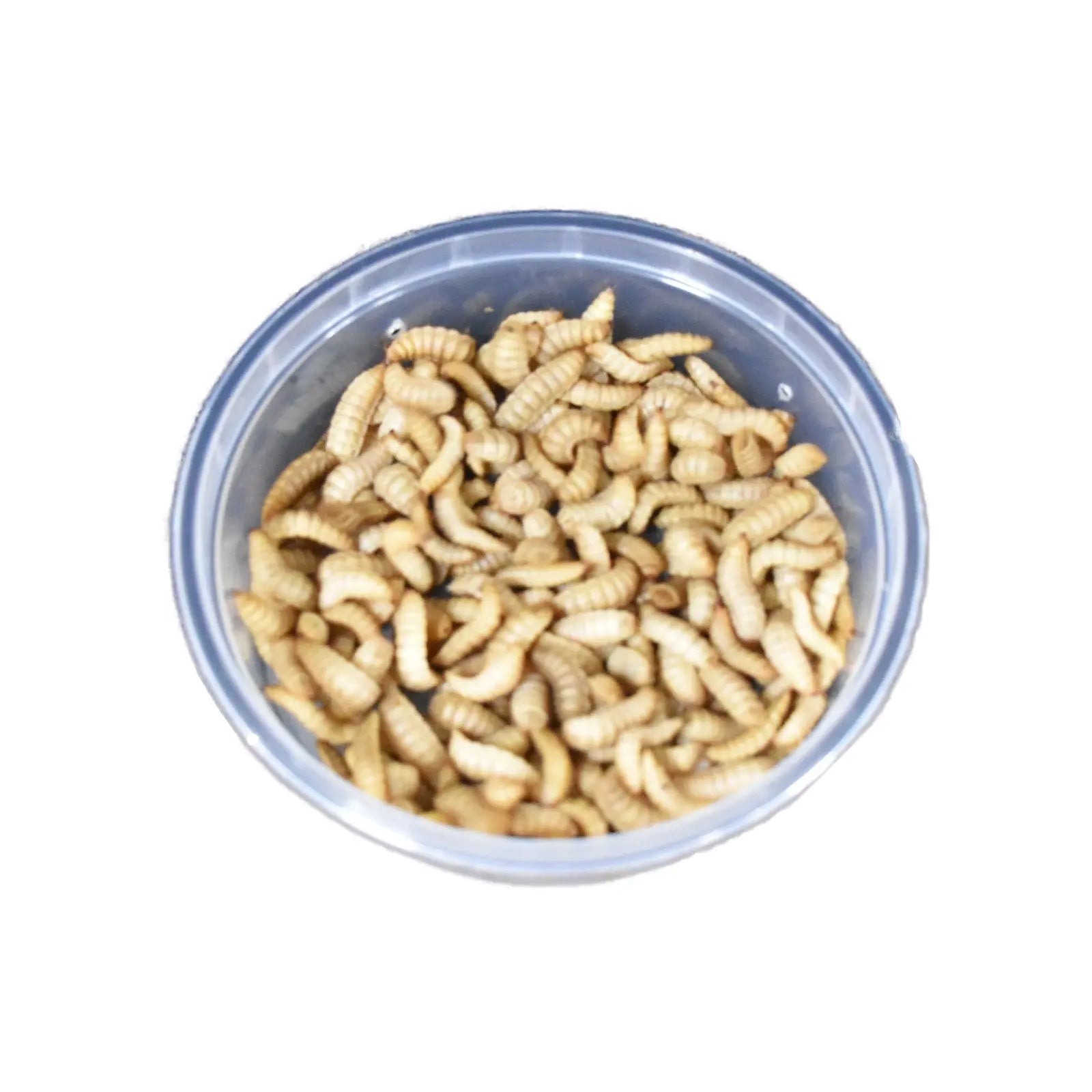 Live Black Soldier Fly Larvae - Kellyville Pets