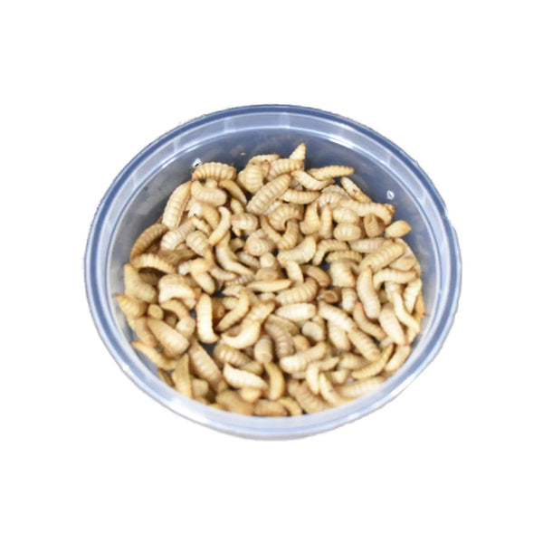 Live Black Soldier Fly Larvae - Kellyville Pets