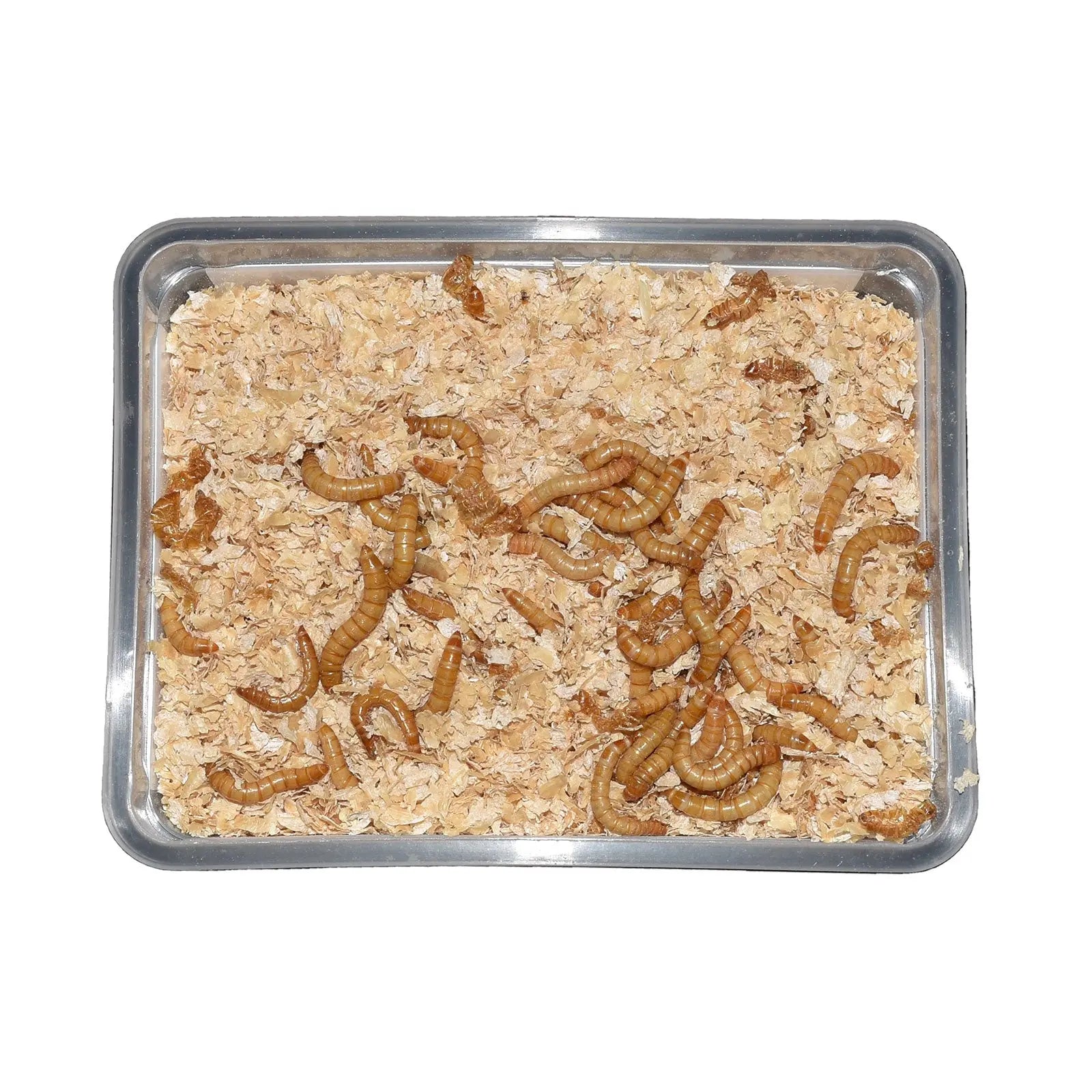 Live Mealworms - Pisces Enterprises - Kellyville Pets