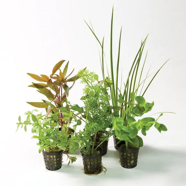 live plants with pots Live Plant Assorted Mesh Pots