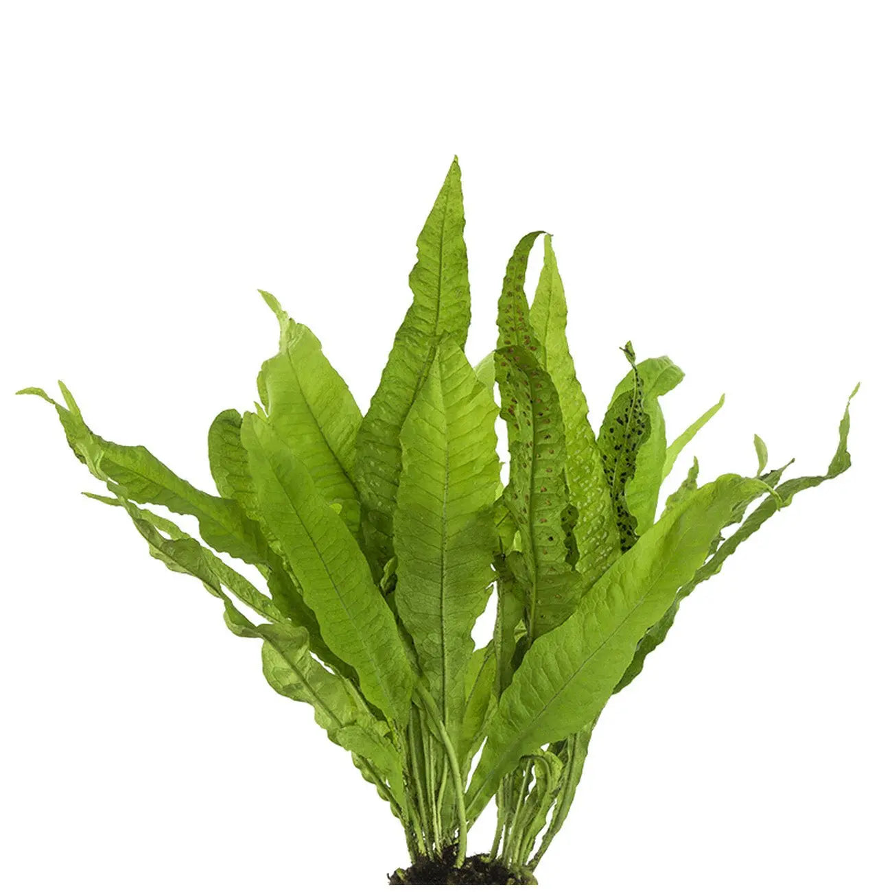 Live Plant Java Fern - Kellyville Pets