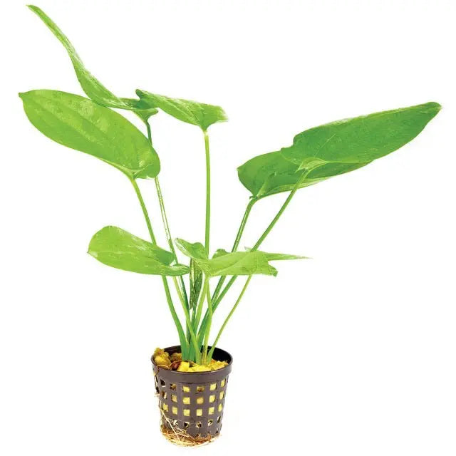 Live Plant Sword Potted - Kellyville Pets