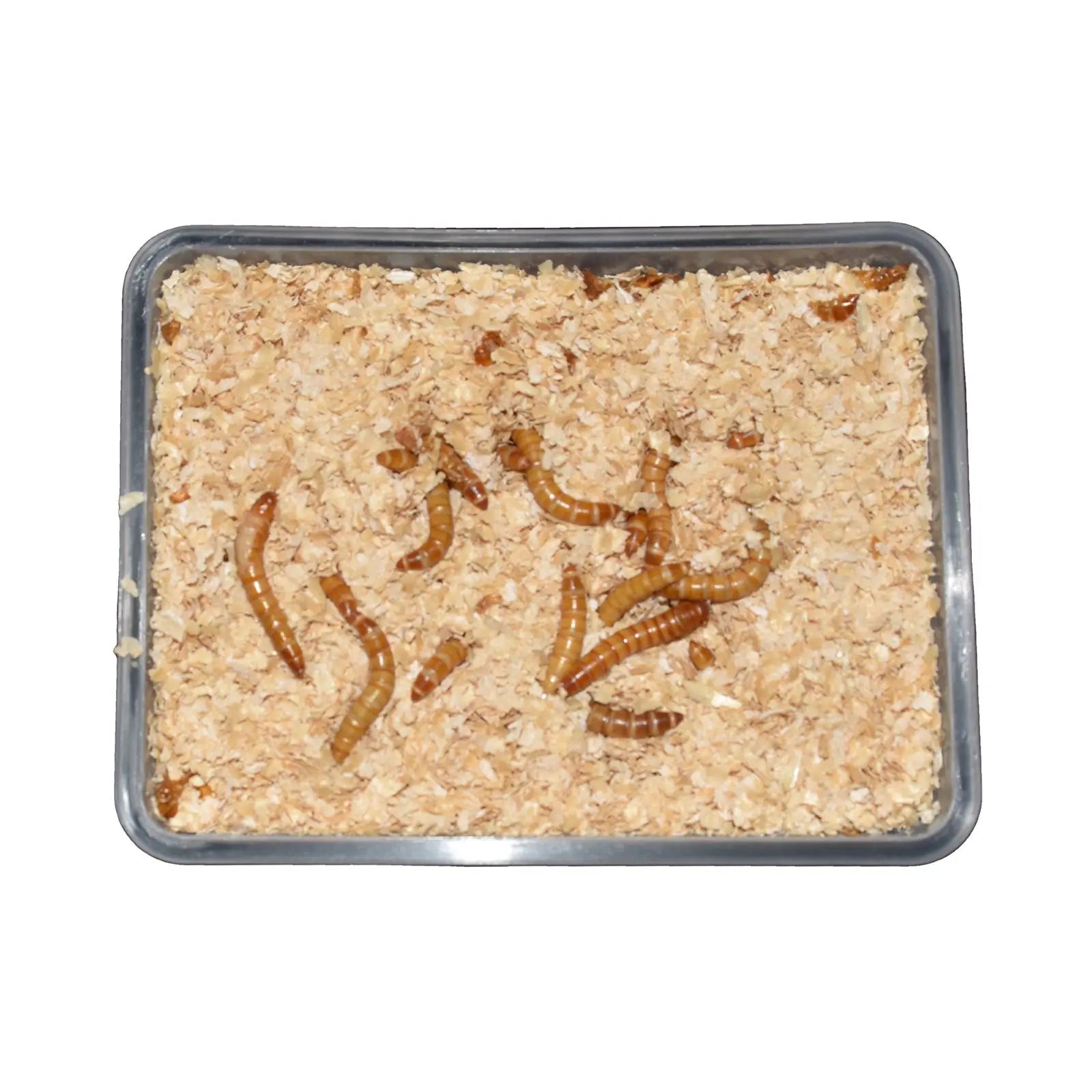 Live Superworms - Kellyville Pets