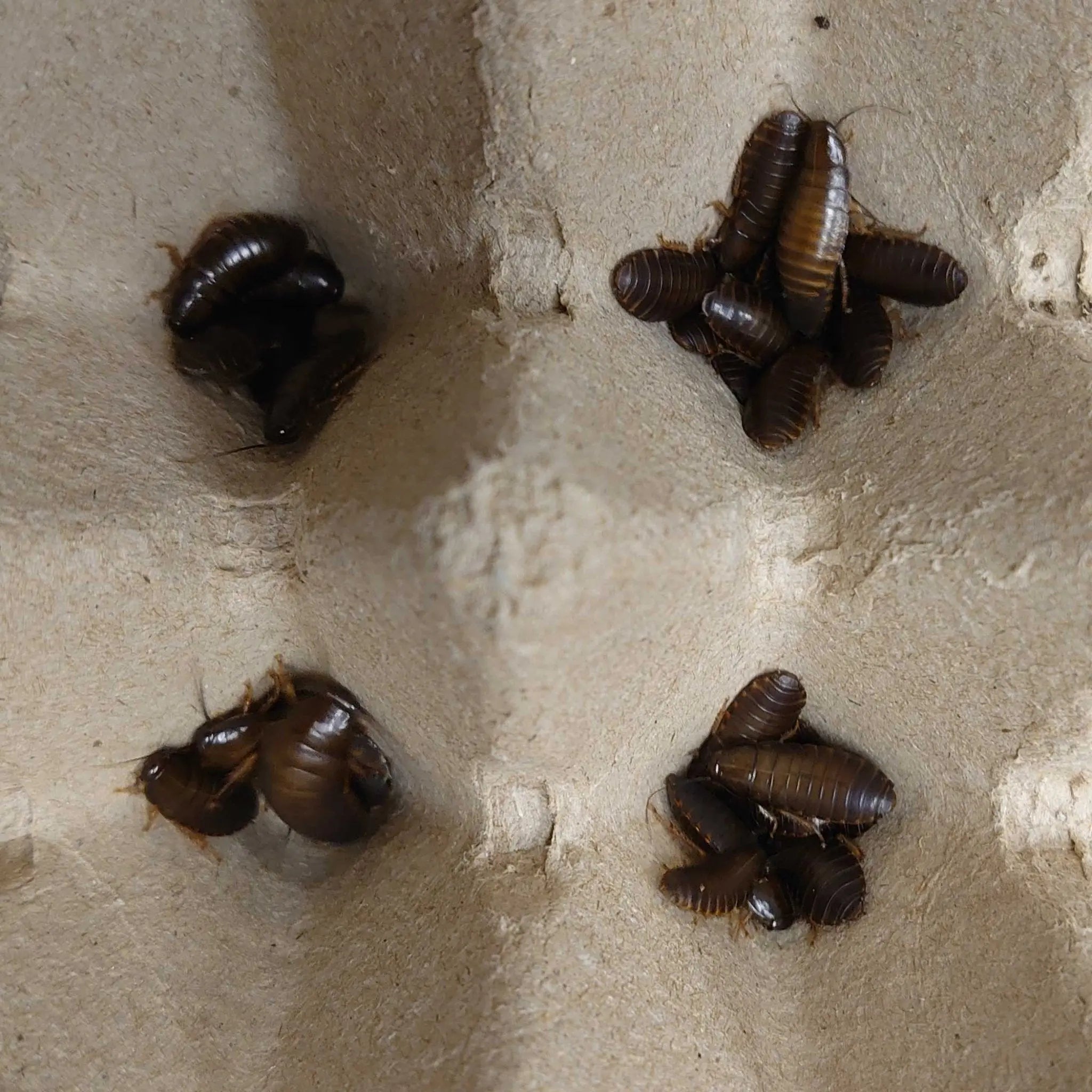 Live Woodies - Pisces Enterprises - Kellyville Pets