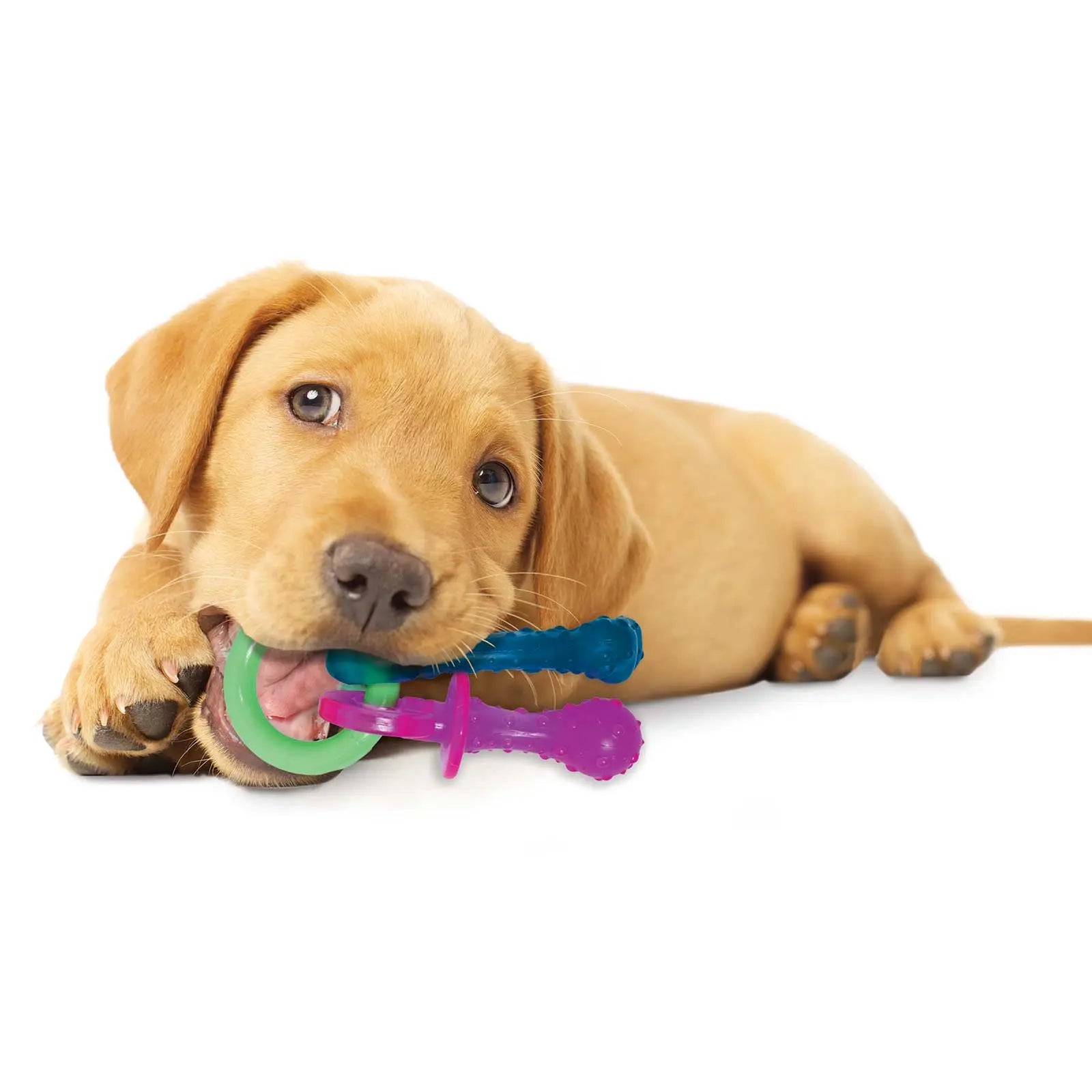 Nylabone Puppy Chew Teething Bacon Pacifier Dog Toy - Kellyville Pets