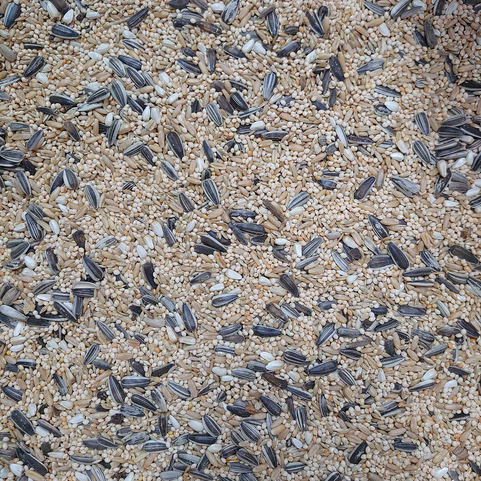 Peachface Mix - Kellyville Pets