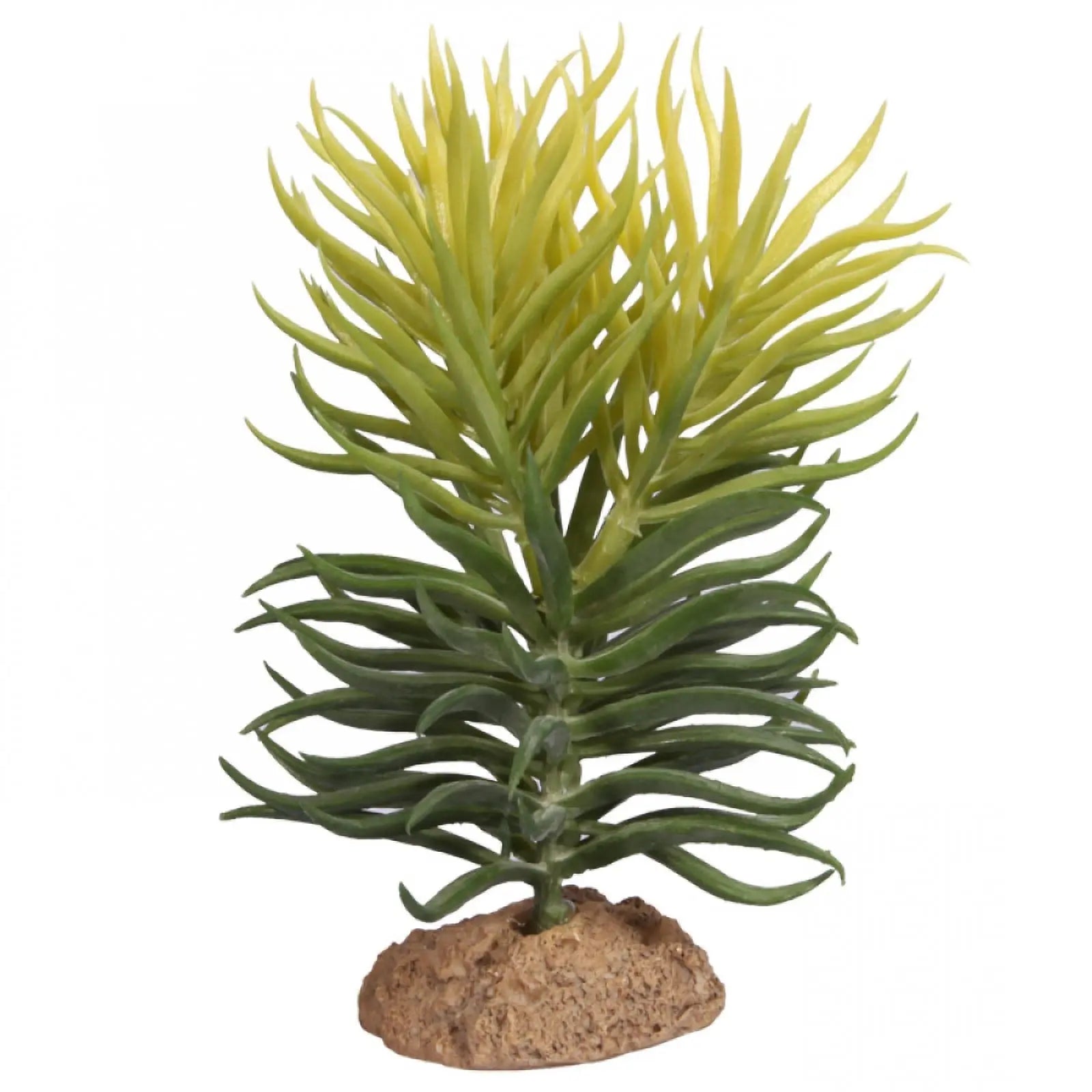 Reptile One Plant Pencil Succulent on Base - Kellyville Pets