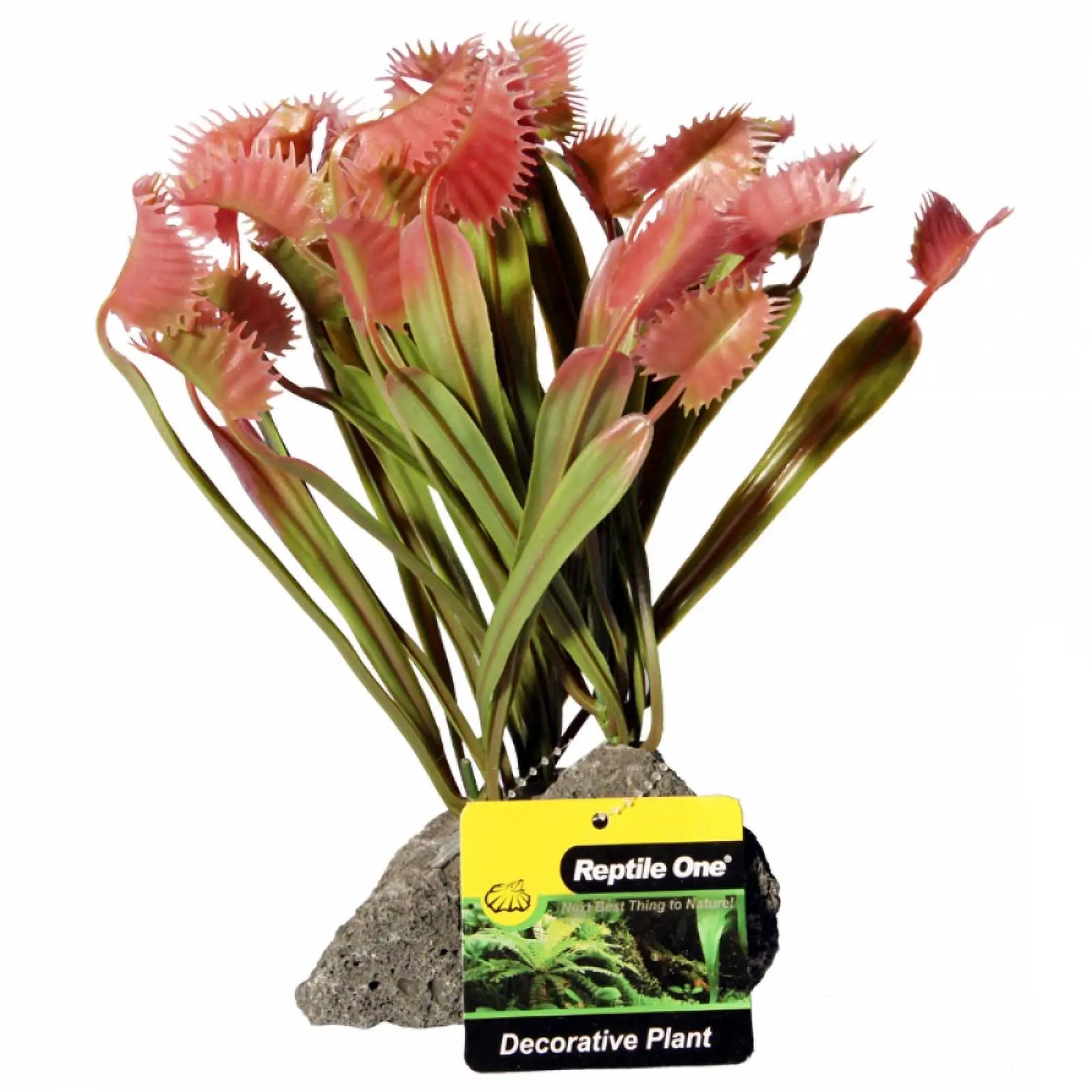 Reptile One Plant Venus Flytrap with Pumice Base - Kellyville Pets