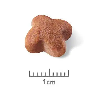 Royal Canin Dog Food Adult Jack Russell Terrier - Kellyville Pets