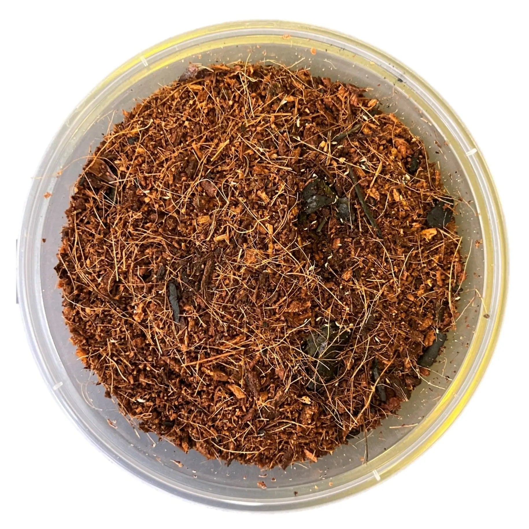 Springtails Clean Up Crew - Kellyville Pets