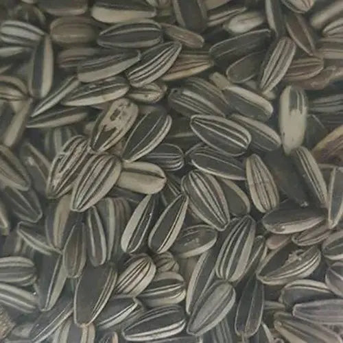 Sunflower Seed - Kellyville Pets