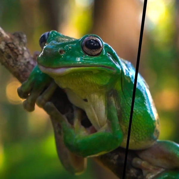 The Frog Masterclass - Kellyville Pets