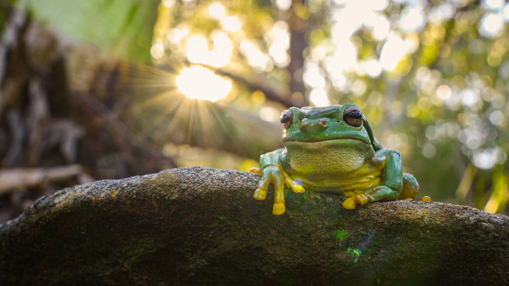 The Frog Masterclass - Kellyville Pets