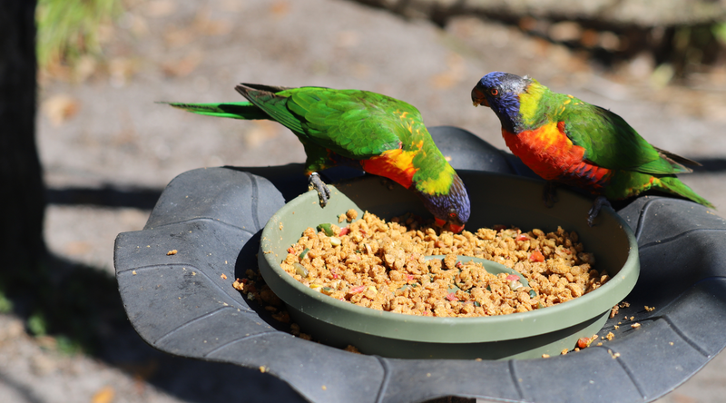 How to Transition Your Bird from Seeds to Pellets