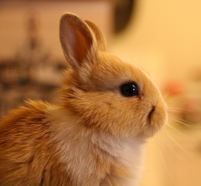 A reminder for rabbit owners in the Hills: Understanding Calcivirus (RHDV) and the risk to your rabbits