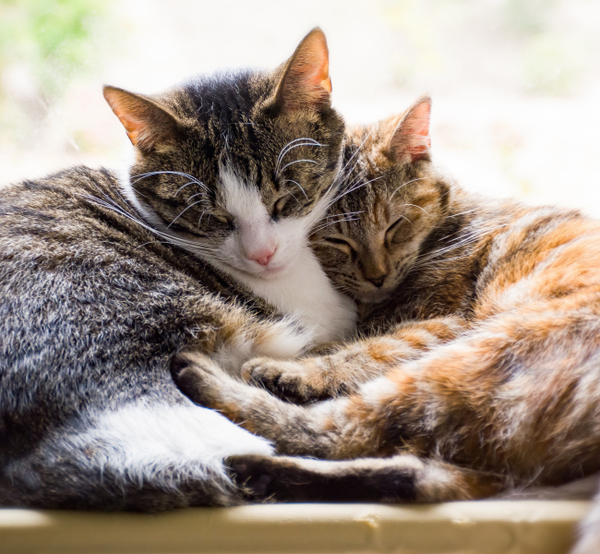 Is a rescue cat right for you? A self-check before adoption day