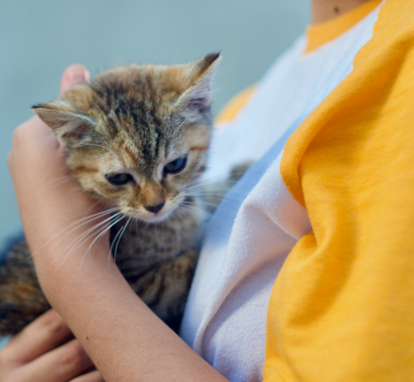 The 3-3-3 Rule: What Your New Rescue Cat Needs in the First 30 Days