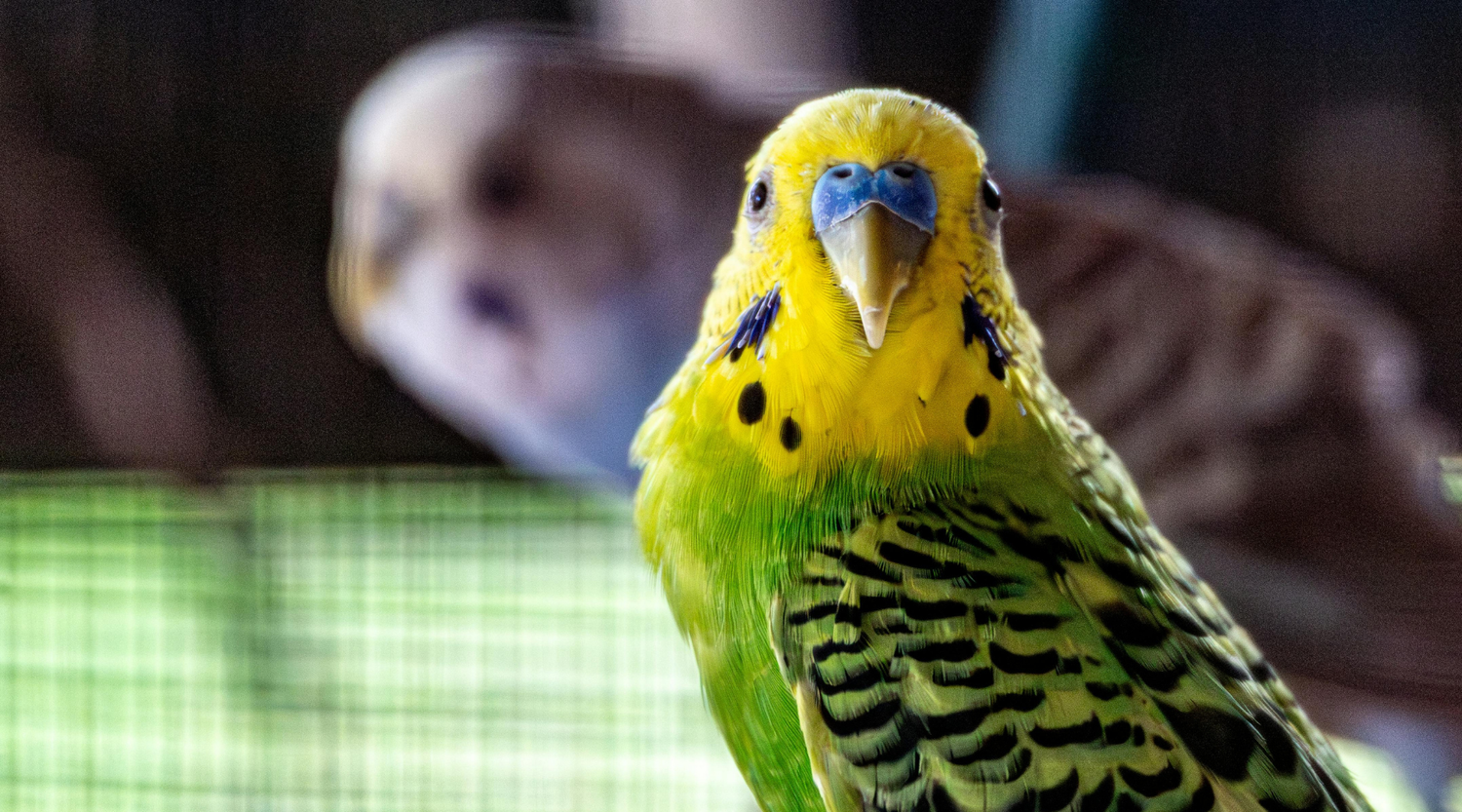 Finding the Right Bird for You: Why Budgies Are a Great Choice