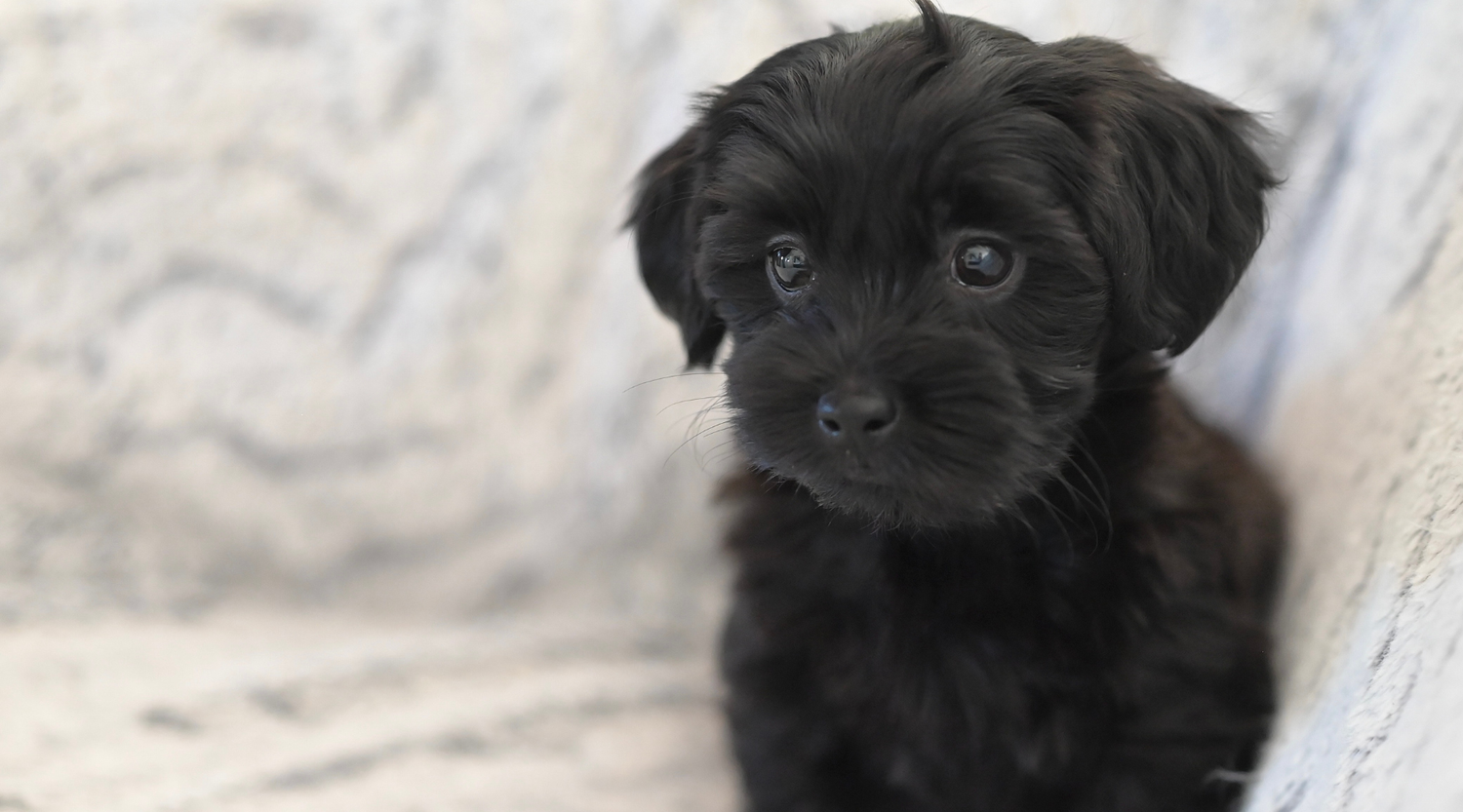 What to look for when buying a puppy