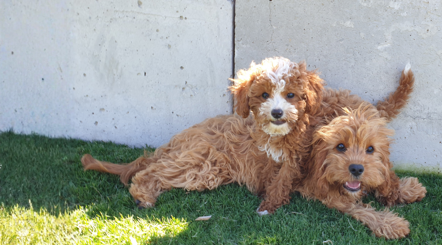 How to Identify a Puppy Farm: Warning Signs for Buyers