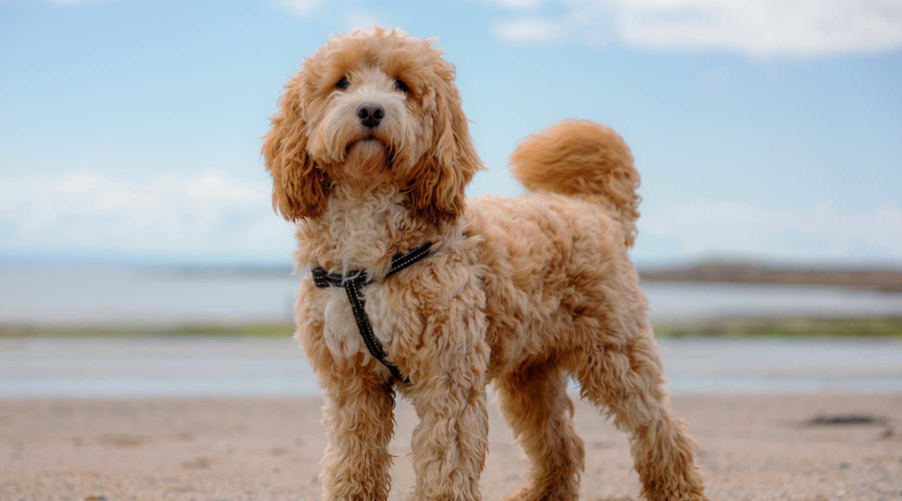 Spoodle Breed Information