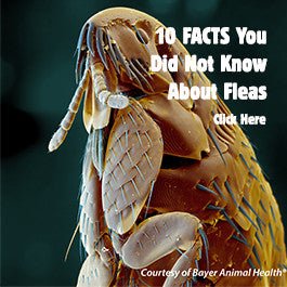 10 Facts About Fleas - Kellyville Pets