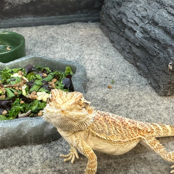 Should I Feed My Reptile During Brumation?