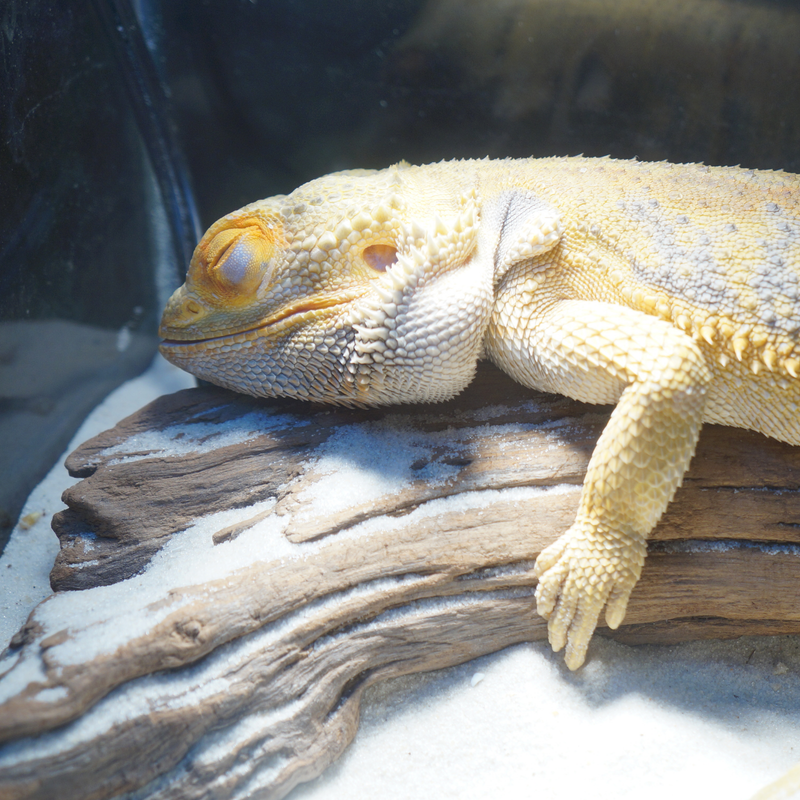 Brumation Or Something More Serious? How To Tell The Difference