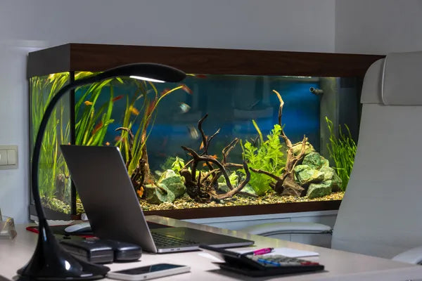 Love Your Fish Tank But Not the Maintenance? Why Outsourcing Makes Sense