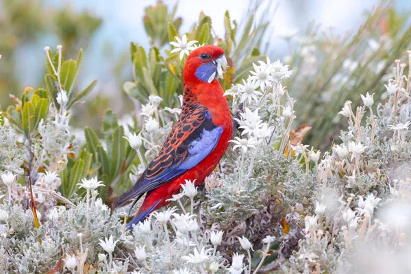 How to Turn Your Backyard Into a Native Bird Haven