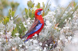 How to Turn Your Backyard Into a Native Bird Haven