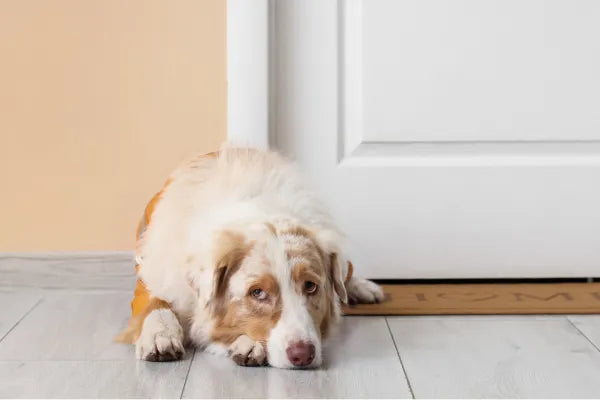 Bored Dog at Home? Here's How to Keep Them Entertained While You're at Work