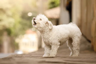 Why Is My Dog Barking So Much? Here's What's Actually Going On