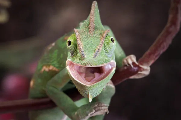How to Source a Pet Reptile in NSW: Where to Buy and Red Flags to Avoid