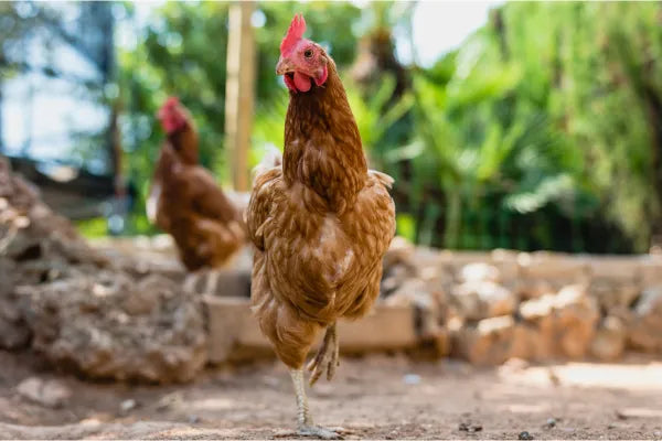 Fowl Pox in Chickens: Symptoms, Treatment and Prevention
