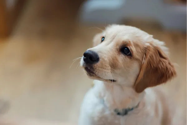 What Is a Puppy Farm? A Plain-English Guide for NSW Puppy Buyers